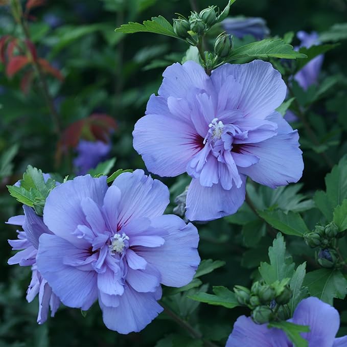 2 Gallon Proven Winners Blue Chiffon Hibiscus Shrub