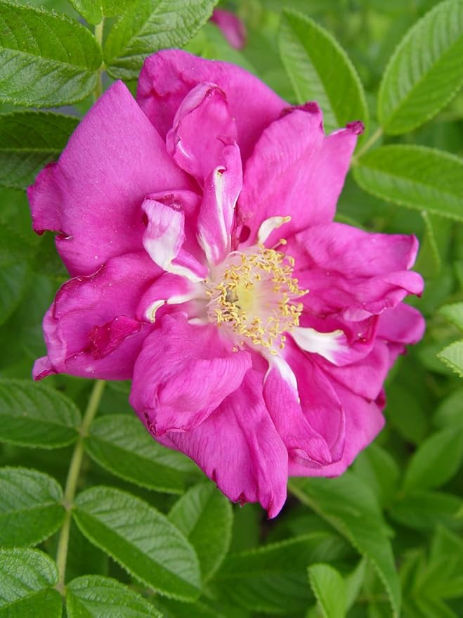 Rosa X Purple Pavement (Rose) Rose, purple flowers, #3 - Size Container