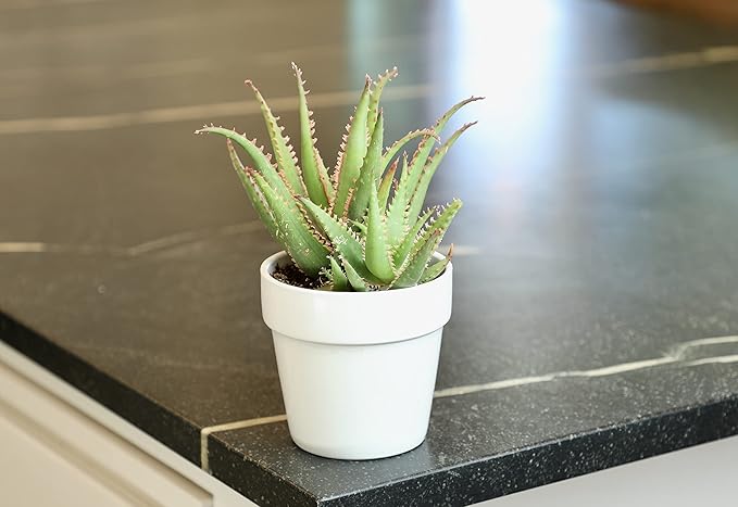 Live Aloe Plant Succulents, Succulents Plants Live in Potting Soil Mix, Potted Succulents Live Plants, Star Aloe Plants Live with Cacti Pots, Cactus Plants Live Succulent Plants by Plants for Pets