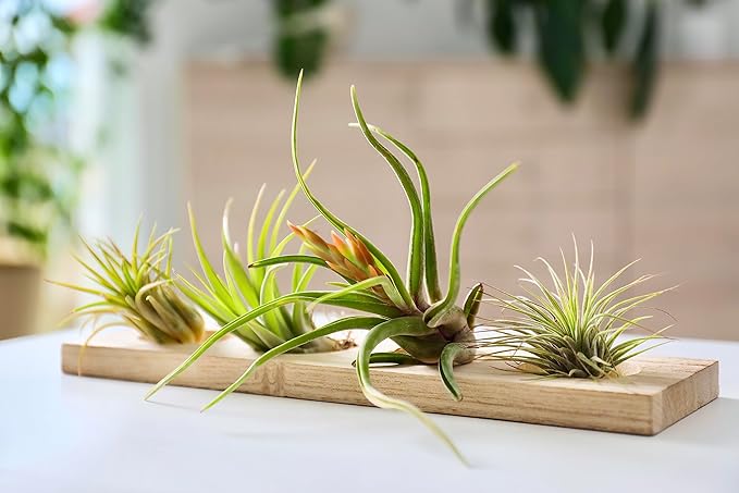 Tillandsia Air Plants Live Indoor Plants (75 Pack), Air Plants Bulk Party Favors or Wedding Favors Live Plants, Air Plant Lover Gifts, DIY Terrarium Kit, Air Succulents Plants Live by Plants for Pets