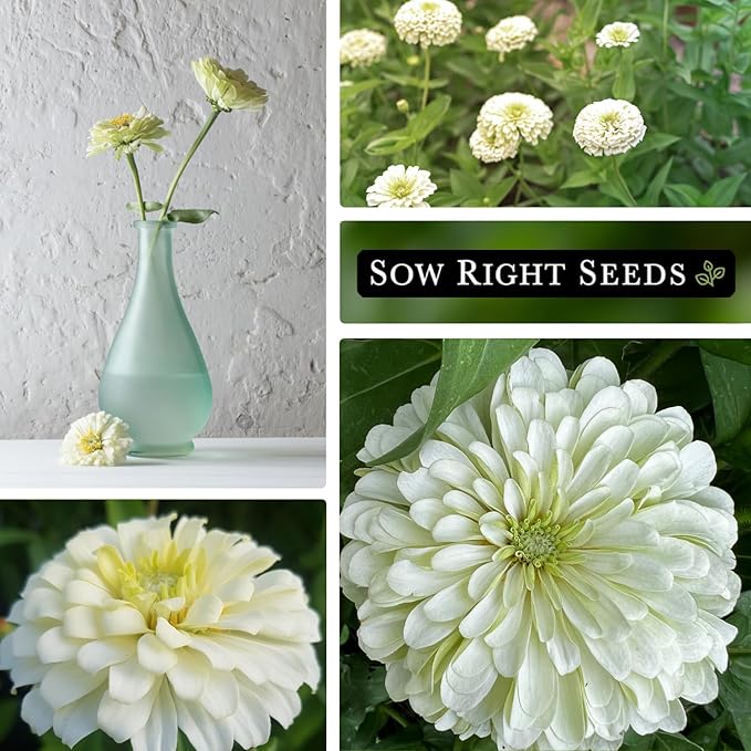 Sow Right Seeds - Zinnia Polar Bear Flower Seeds for Planting - Beautiful Flowers to Plant in Your Home Garden - Non-GMO Heirloom Packet - White Blooms Attract Pollinators - Cut and Come Again (2)
