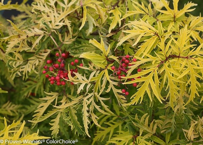 Proven Winners - Sambucus racemosa Lemony Lace (Elderberry) Shrub, , #3 - Size Container