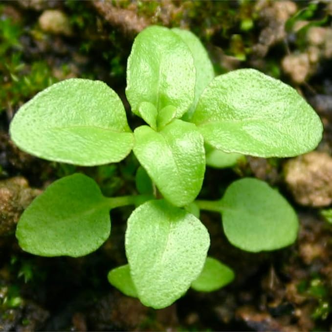 Seed Needs, Pennyroyal Mint Seeds - 1,000 Heirloom Seeds for Planting Mentha pulegium - Medicinal Herb Non-GMO & Untreated for Indoor/Outdoor Gardens (1 Pack)