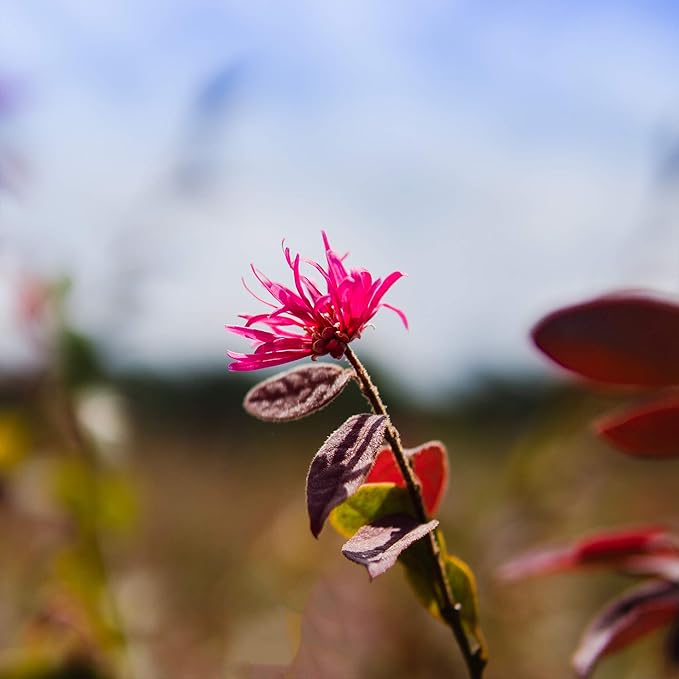 Zhuzhou LOROPETALUM - Size: 1 Gallon, Live Plant, Includes Special Blend Fertilizer & Planting Guide (Pack of 2)