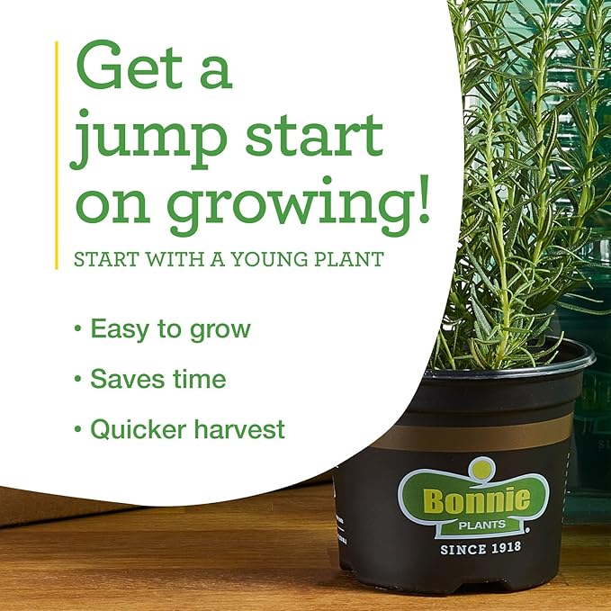 Bonnie Plants 202188 Super Sweet 100 Cherry Tomato, Red