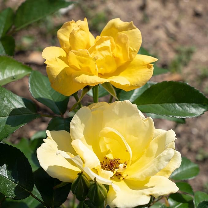 2 Gallon Knock Out Easy Bee-zy Rose Shrub