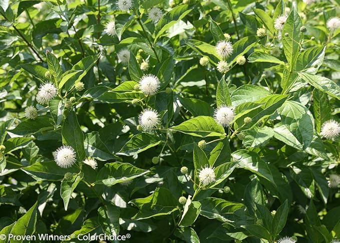 Proven Winners - Cephalanthus occidentalis Sugar Shack (Buttonbush) Shrub, white flowers, #3 - Size Container