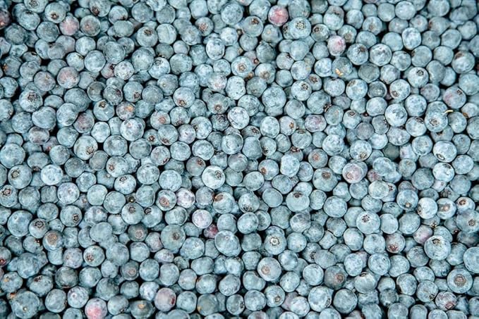 PERFECT PLANTS Tifblue Blueberry Live Plant, 3 Gallon, Includes Care Guide