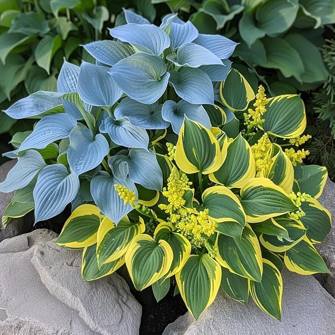 Hosta Mix Plant Seeds for Planting | Shade-Loving Perennial | Ideal for Borders, Garden Beds, and Containers (Pack of 100 Seeds)