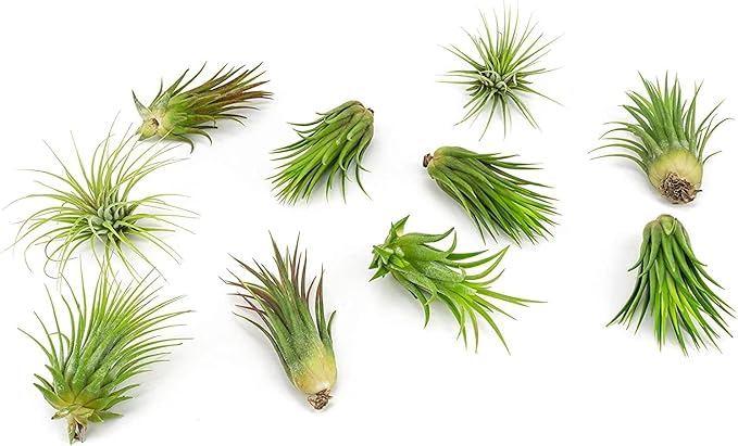Altman Plants, 10 Ionantha Tillandsia Air Plant Pack, Each 2 to 3.5 Inches Long, Live Tropical House Plants for Home Decor, Indoor Terrarium Air Plants