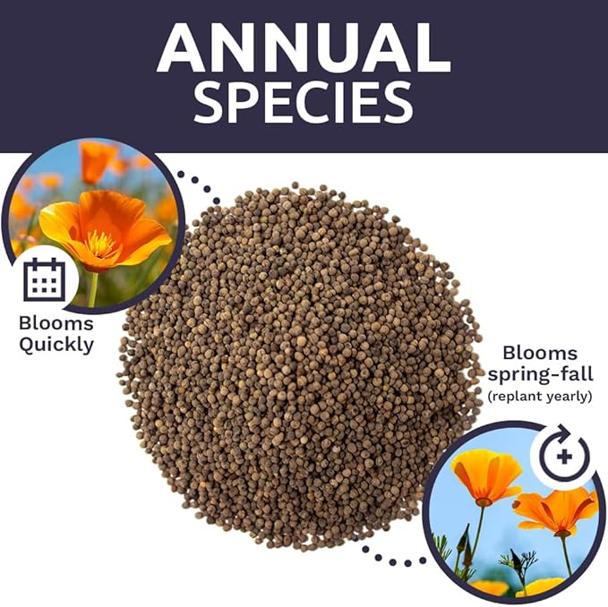 California Orange Poppy Wildflower Seeds - Bulk 1 Ounce Packet - Over 20,000 Native Seeds - California State Flower!