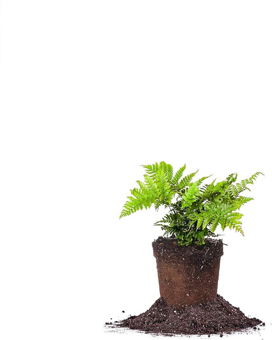 PERFECT PLANTS Autumn Fern Live Plant, Includes Care Guide