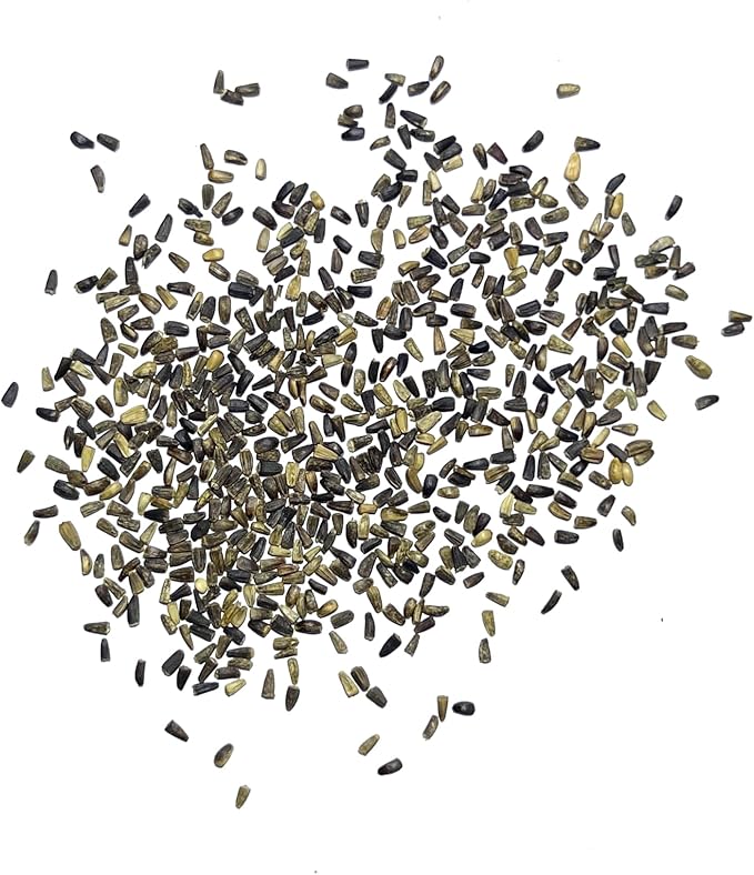 Seed Needs Garnet Stem Dandelion Seeds for Planting - Non-GMO, Heirloom & Untreated Edible Herbs - Organically Grow Your own Food for Tortoises, Rabbits & Bearded Dragons (1 Pack)