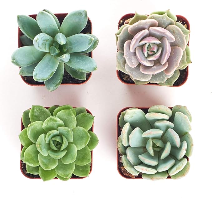 Shop Succulents Rosette Succulent Plant Pack Collection - Live Mini Succulent Plants, Low Maintenance, Floral Shaped Mix of Colors & Textures - Wedding and Party Favors, Gift & Garden, Pack of 4