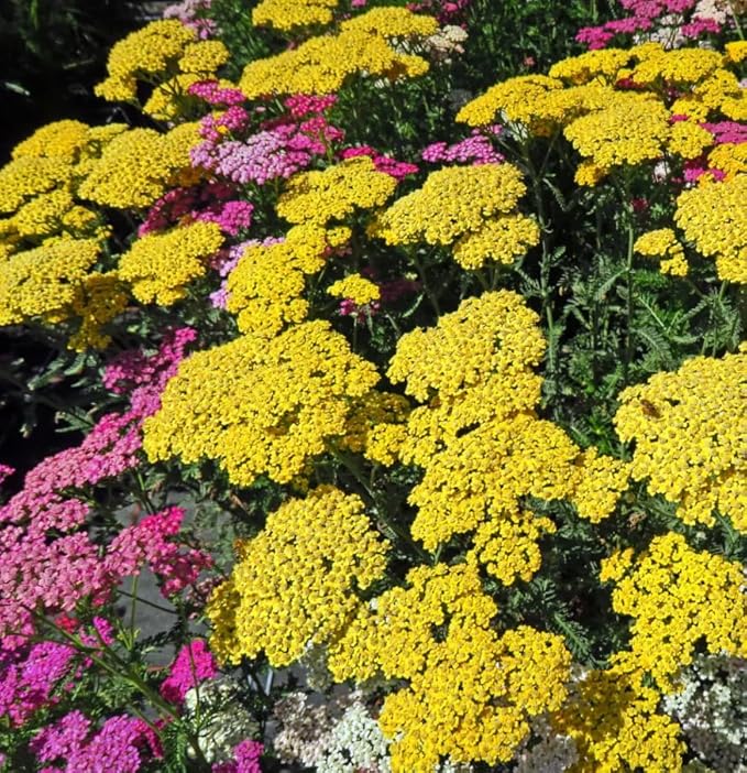 1000+Perennial Mixed Yarrow Flowers Seeds for Planting Outdoor Garden, Non-GMO,Heirloom