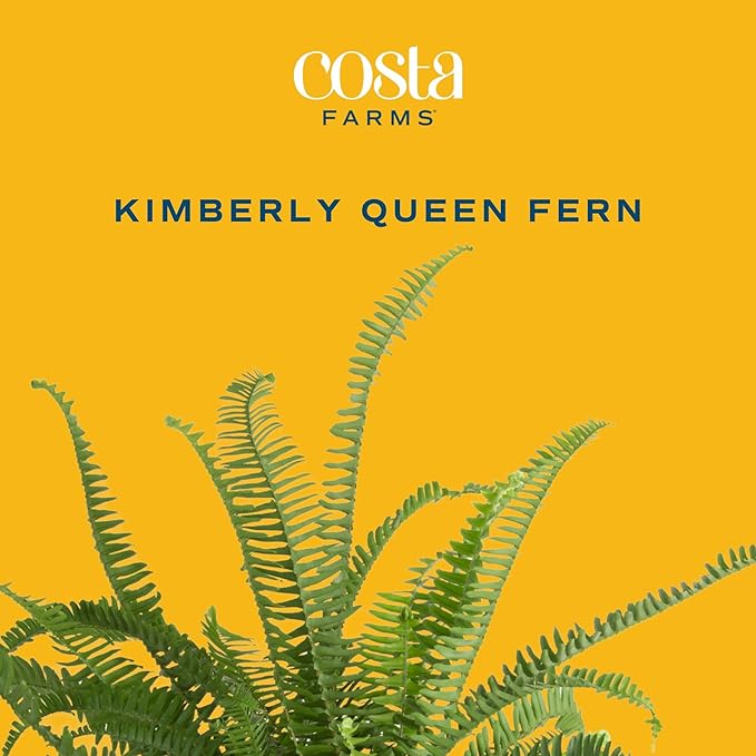 Costa Farms Kimberly Queen Fern, Live Indoor Plant, Houseplant Potted in Premium Décor Plant Pot, Potted in Potting Soil, Beautiful Room Decor, Birthday, Housewarming Gift