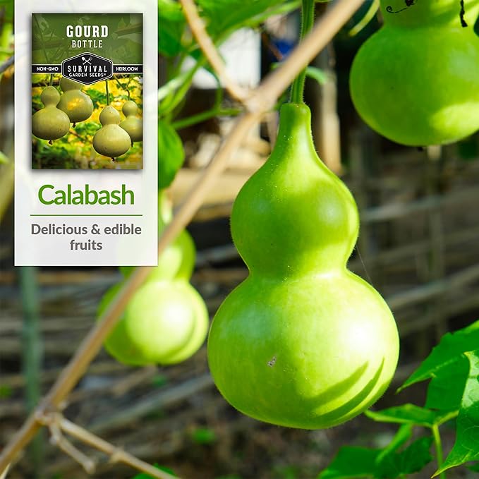 Bottle Gourd Seed for Planting - 3 Packets with Instructions to Plant & Grow Birdhouse or Calabash Gourds in Your Home Vegetable Garden - Non-GMO Heirloom Variety Seed - Survival Garden Seeds