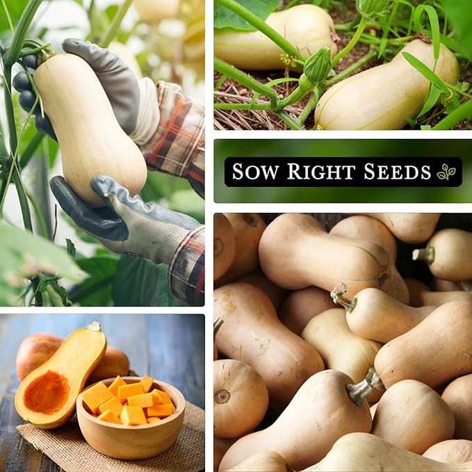 Sow Right Seeds - Waltham Butternut Squash Seeds for Planting - Non-GMO Heirloom Packet with Instructions to Plant a Home Vegetable Garden - Sweet Winter Squash, Perfect to Grow in Cooler Months (1)