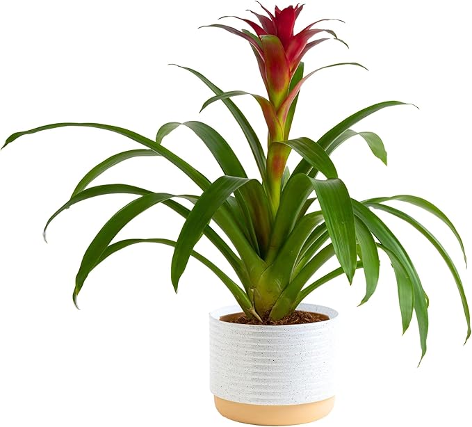 Costa Farms Blooming Bromeliad, Pink, Live Indoor Plant in Modern Decor Planter, Flowering Houseplant in Potting Soil, Birthday Gift, Housewarming Gift, Garden Gift, Room Decor, 1 Foot Tall