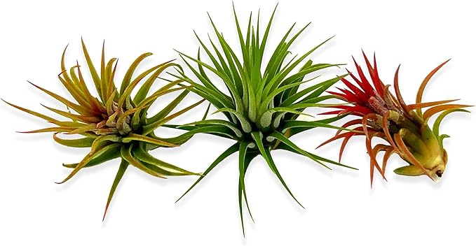 Air Plants Bulk - Tillandsia Ionantha Wholesale Pack, Regular 1-3" - 25ct - Live Arrival Guaranteed - House Plants for Home Decor & Gift