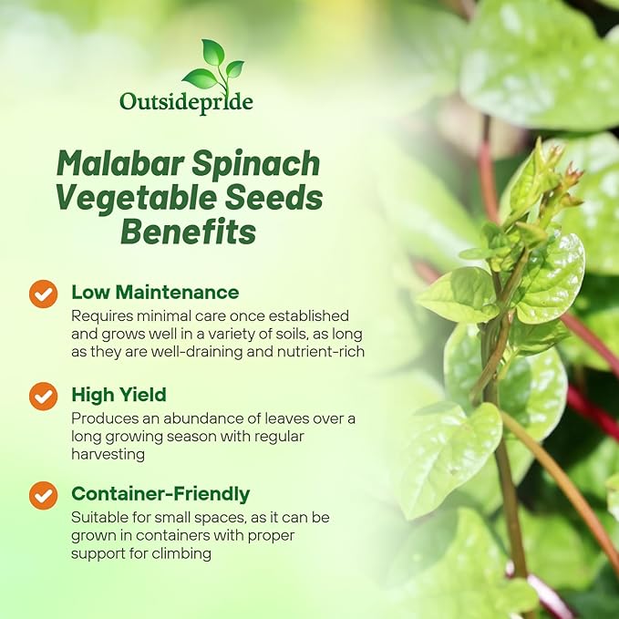 Outsidepride 100 Seeds Perennial Basella Rubra Malabar Spinach Herb Seeds for Planting