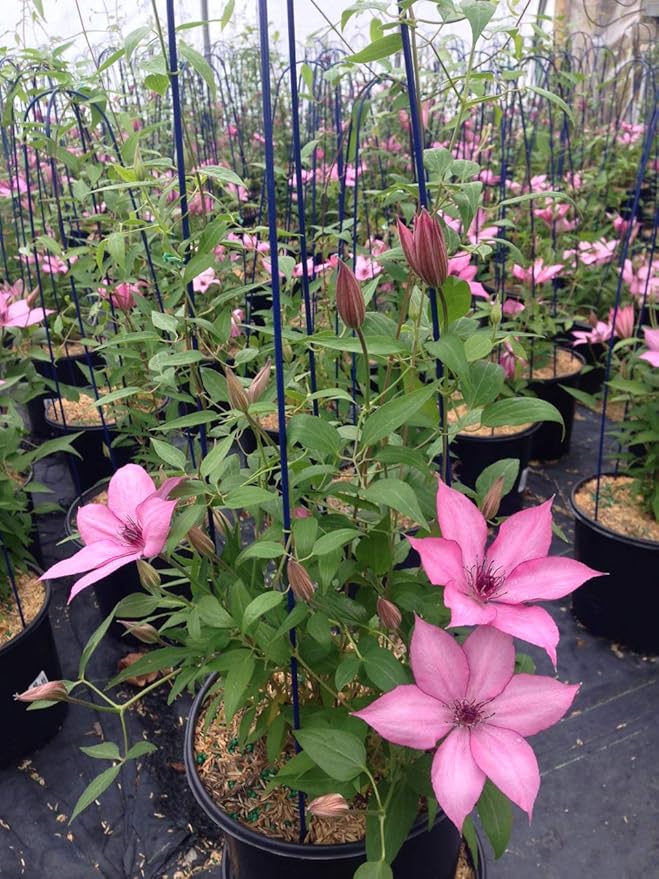 Raymond Evison Clematis - Clematis Giselle (Clematis) Perennial, pink flowers, 8`` - Size Container