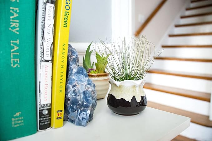 Altman Plants, 12 Air Plant Variety Pack - Small Tillandsia Terrarium Kit - Assorted Species of Live Tillandsia Tropical House Plants for Sale, 2 to 5 Inches Each - Air Plants for Indoor Home Decor