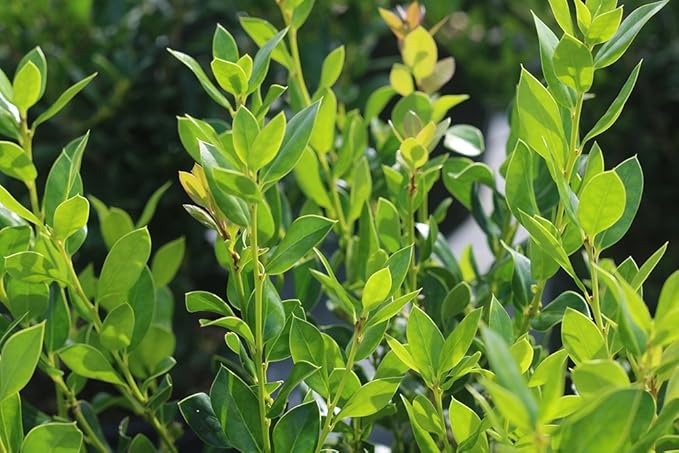 Needlepoint Holly - Size: 1 Gallon, Live Plant, Includes Special Blend Fertilizer & Planting Guide