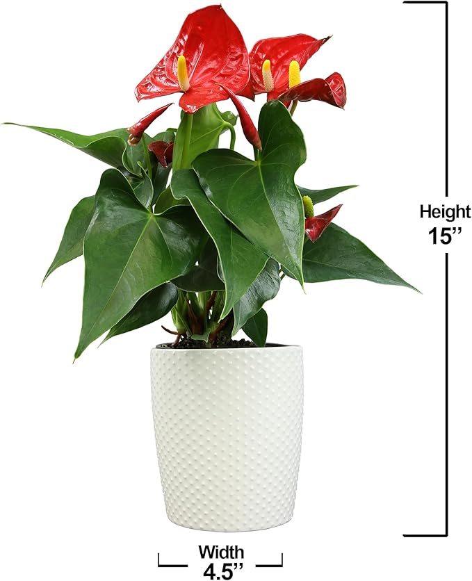 4" Red Anthurium Live Plant Decor, Live House Plants, Anthuriums Live Plants Indoor Plants Live Houseplants, Real Plants Indoor Live Plants, Easy Plant Lover Gifts for Plant Lovers by Plants for Pets