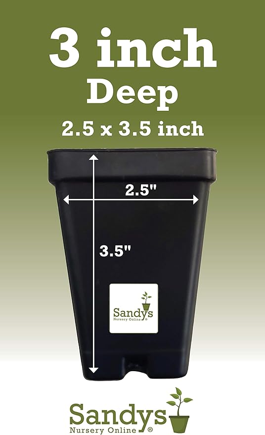 Thuja Green Giant Arborvitae Lot of 4, 3 Inch Pot