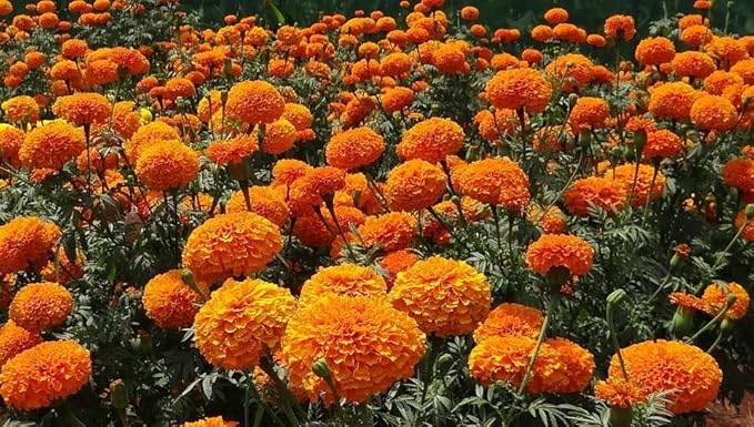 Set of Flower Seed Packets! Flower Seeds in Bulk - Great for Creating The Garden of Your Dreams! (50, Marigold - Crackerjack)