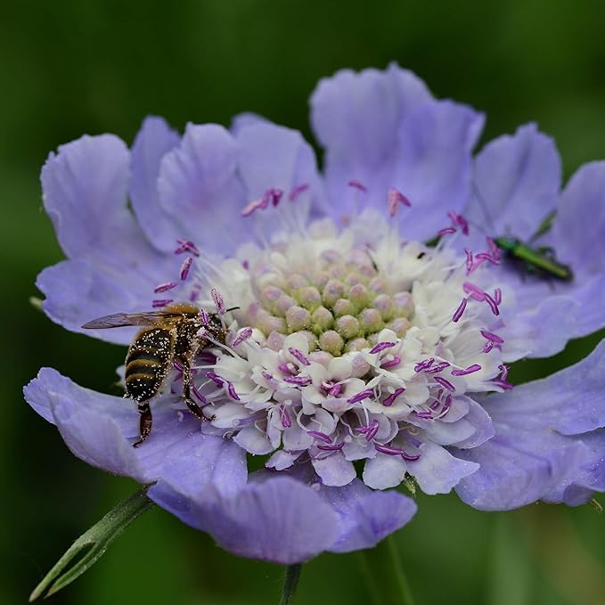 Outsidepride 200 Seeds Perennial Blue Scabiosa Pincushion Flower Seeds for Planting