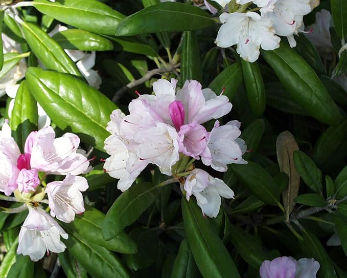Rhododendron yak. 'Prince' (Rhododendron) Evergreen, pink flowers with dark pink edge, #2 - Size Container