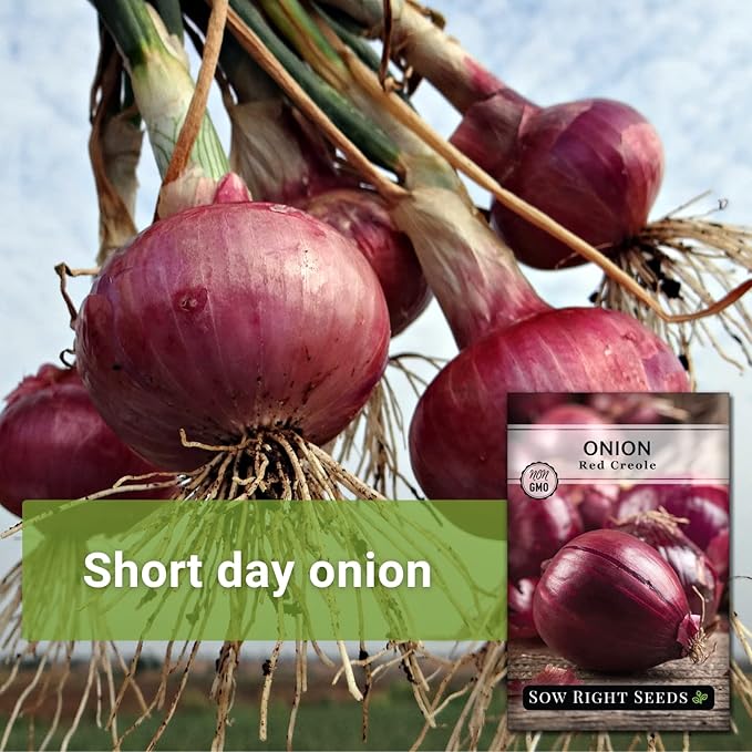 Sow Right Seeds - Red Creole Onion Seeds for Planting - Non-GMO Heirloom Packet with Instructions to Plant a Home Vegetable Garden - Grow Classic Purple Onions, Essential for Cooking (1)