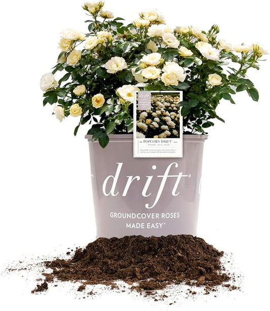 Perfect Plants Popcorn Drift Rose Live Plant, 1 Gallon, Includes Care Guide