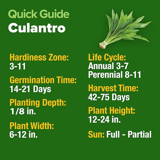 HOME GROWN Culantro Seeds - 720+ 𝗡𝗢𝗡-𝗚𝗠𝗢, 𝗨𝗦𝗔-𝗦𝗢𝗨𝗥𝗖𝗘𝗗 Heirloom Herb Seeds for Planting, Slow-Bolting, Flavorful Cilantro Alternative, Great for Outdoor Herb Gardens (Eryngium foetidum)