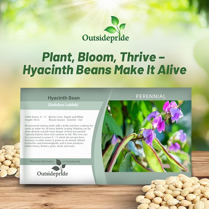 Outsidepride 200 Seeds Perennial Green Dolichos Lablab Hyacinth Bean Vine & Flower Seed for Planting