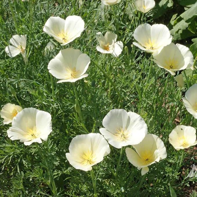 Outsidepride 5000 Seeds Annual Eschscholzia California Poppy White Linen Wild Flower Seeds