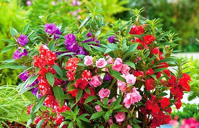 50+ Colorful Garden Balsam Impatient - Flower Mix