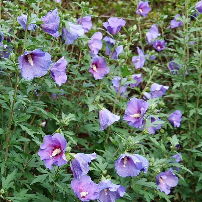 2 Gallon Proven Winners Paraplu 'Violet' Hibiscus
