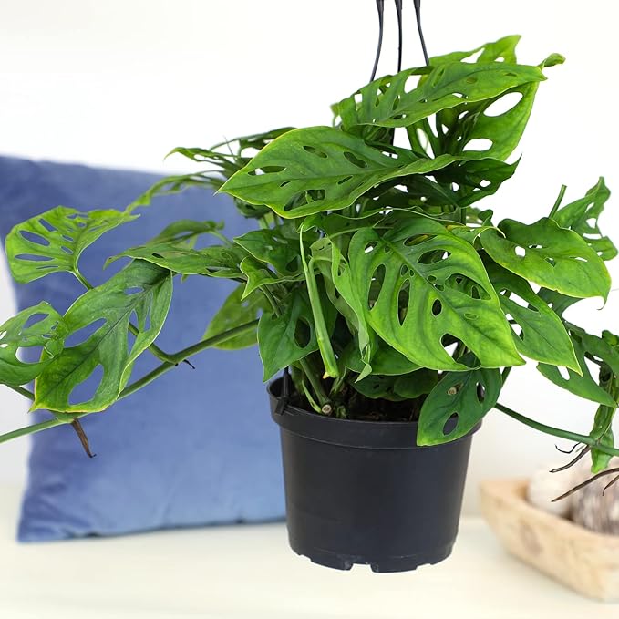 6" Swiss Cheese Plant Monstera Adansonii Live Plant Hanging Basket, Swiss Cheese Monstera Plant Live House Plants Indoors Live Plants Indoor Plants Live Houseplants Live Indoor by Plants for Pets
