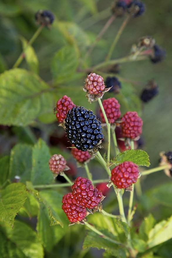 Thornless Edible-Rubus, 2-Size Container, BlackBerry-Baby Cakes