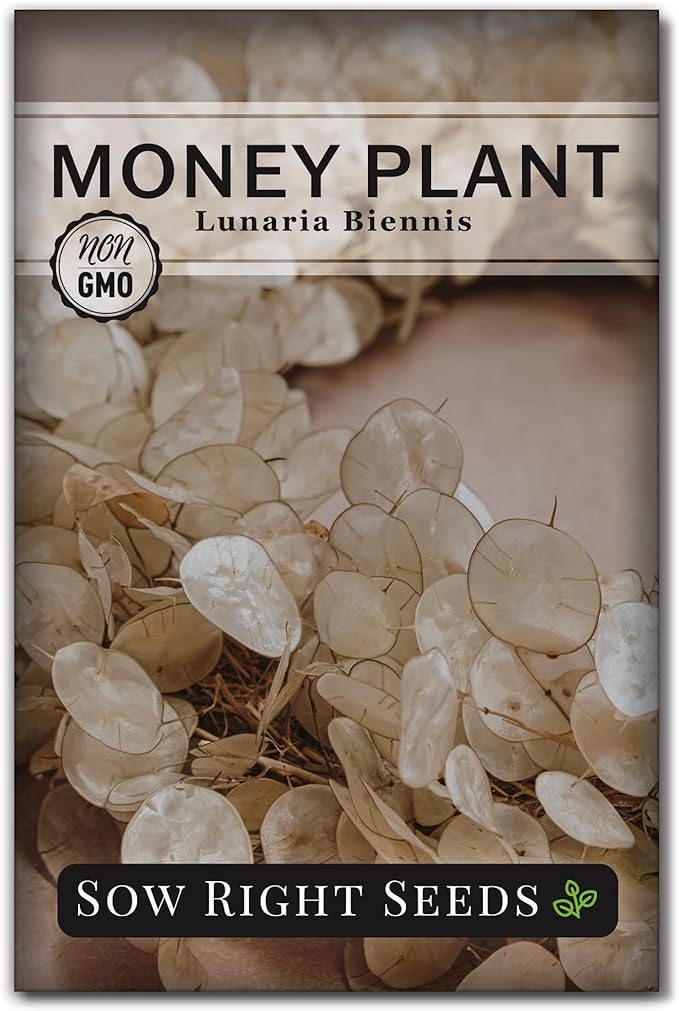 Sow Right Seeds - Money Plant Seeds - Honesty or Silver Coin Plant - Non-GMO Heirloom Seeds - Indoor or Outdoor - Full Instructions for Planting and Growing a Flower Garden - Great Gardening Gift (1)