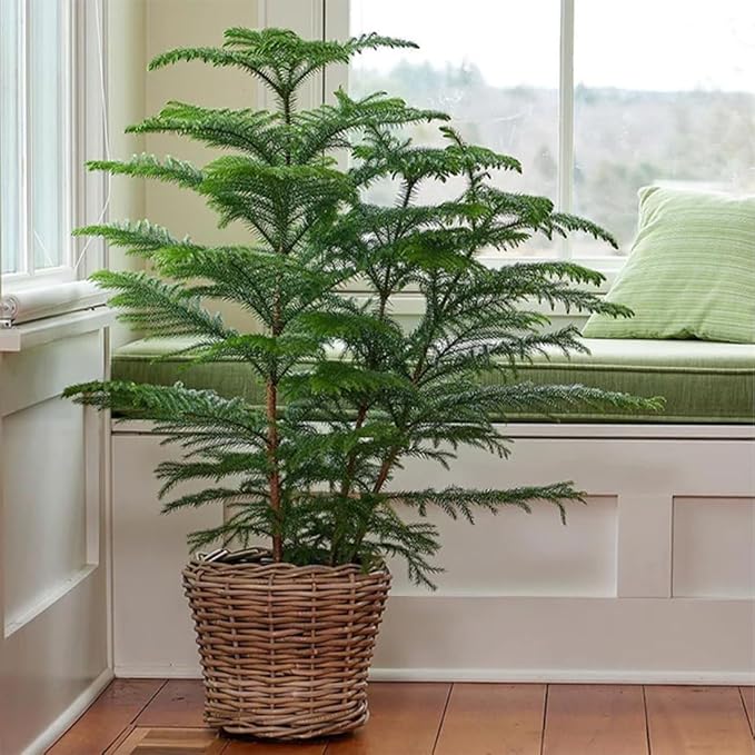 American Plant Exchange Norfolk Island Pine Tree, Easy Care Indoor or Outdoor Houseplant, Large 10-Inch Pot, Live Evergreen Décor