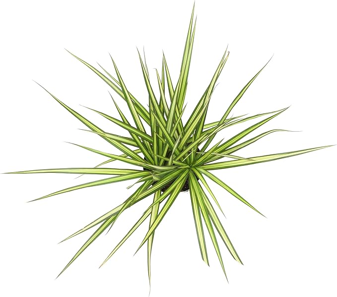 Sunray Dracaena Plant Live Dragon Tree in 6 inch Pot, Easy Plant Decor, Variegated Dracaena Marginata House Plant, Air Purifying Plant, Live Indoor Plant, Desk Plant & Office Plant by Plants for Pets