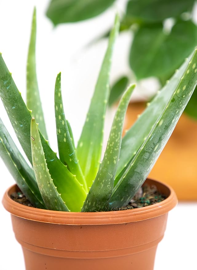 Live Aloe Vera Plant Live Succulents Plants Live Plants (6 in), Aloe Plant Live Succulent Plants Live Aloe Plants Live Houseplants, Aloe Vera Plant Indoor Succulents Indoor Plants by Plants for Pets
