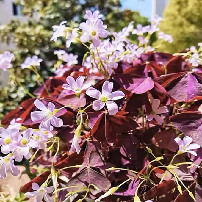 12+ Bulbs Purple Shamrocks Oxalis Triangularis Lucky Lovely Flowers Bulbs Grows for Planting Indoors or Outdoors