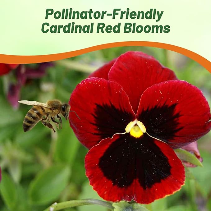 Outsidepride 2000 Seeds Viola Pansy Red Alpenglow Flower Seeds for Planting