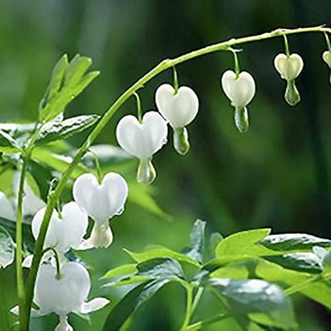CHUXAY GARDEN 25 Seeds Dicentra Spectabilis 'Alba',Bleeding Heart,Dicentra Spectabilis Seed Rare White Flowers Showy Accent Plant Striking Landscaping