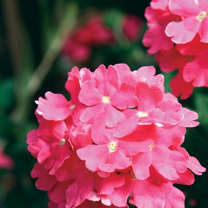 CHUXAY GARDEN Pink Trailing Verbena Seed 100 Seeds Ornamental Flowering Plant Attract Butterflies and Bees Easy Cultivating